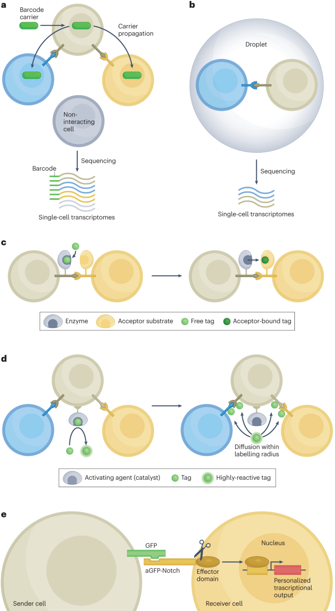 Nature | 研究细胞间相互作用和通讯的方法多样化-海南省生物材料与医疗器械工程研究中心