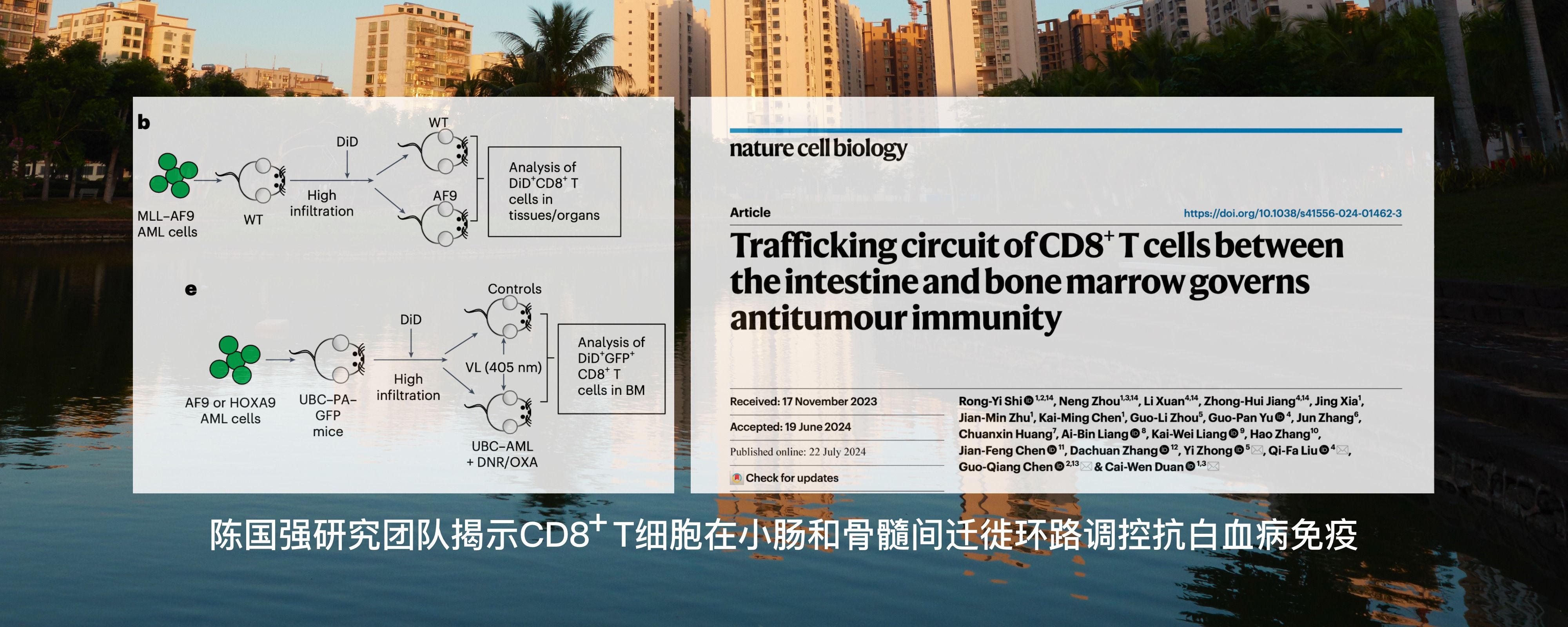 陈国强研究团队揭示CD8+ T细胞在小肠和骨髓间迁徙环路调控抗白血病免疫[2024, Nat Cell Biol.]