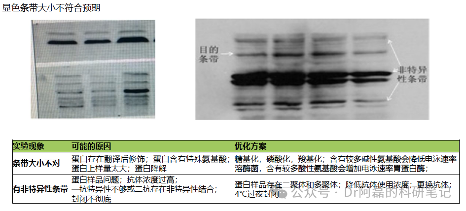 实验总结 | Western blot常见问题汇总-海南省生物材料与医疗器械工程研究中心