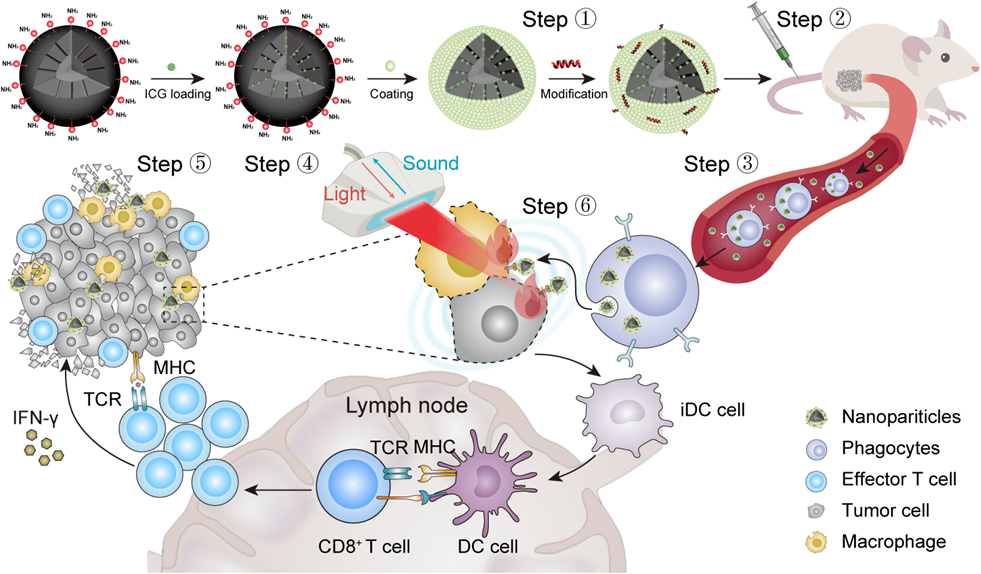 Nano Today | In Situ Phagocyte-mediated Deep Tumor Penetration Assisted ...