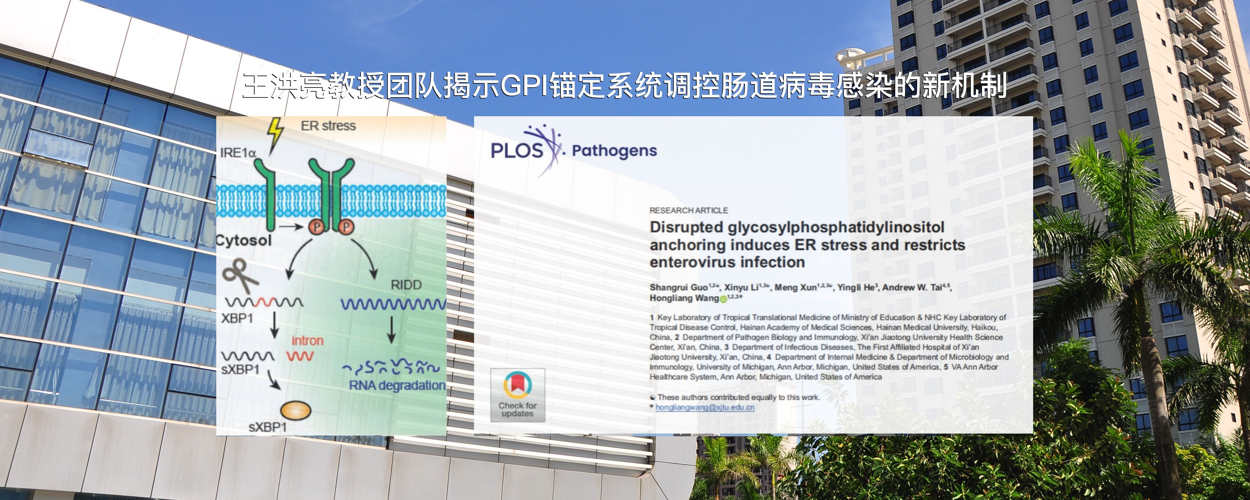 王洪亮教授团队在抗病毒机制研究方面取得重大突破——揭示GPI锚定系统调控肠道病毒感染的新机制，为抗病毒药物研发提供新靶点