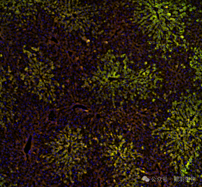 自发荧光浅谈：组织样本的自发荧光来源与去除-海南省生物材料与医疗器械工程研究中心